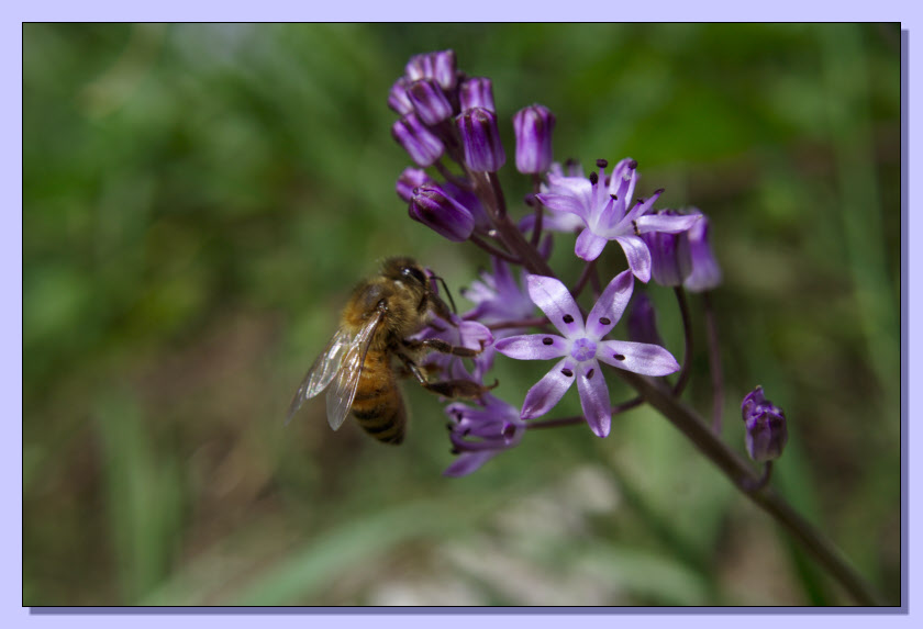 Prospero autumnale / Scilla autunnale